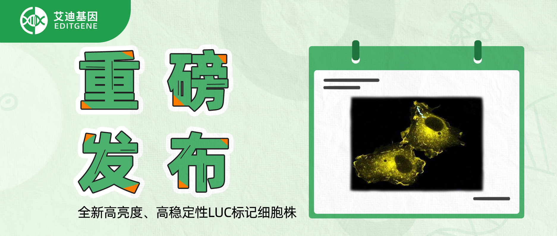 更简单更精确的分子静态观察工具-全新高亮度、高稳定性LUC标记细胞株重磅发布！