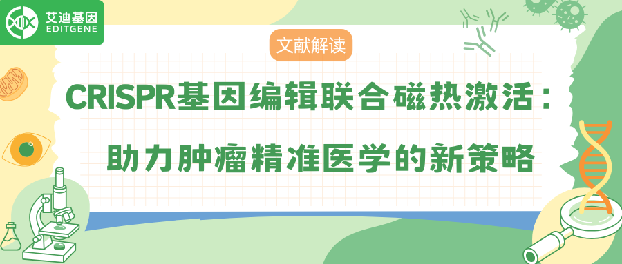 CRISPR基因编辑联合磁热激活：助力肿瘤精准医学的新策略