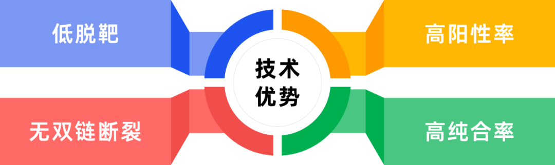 球盟会生物基因Bingo™ CRISPR点突变细胞系构建