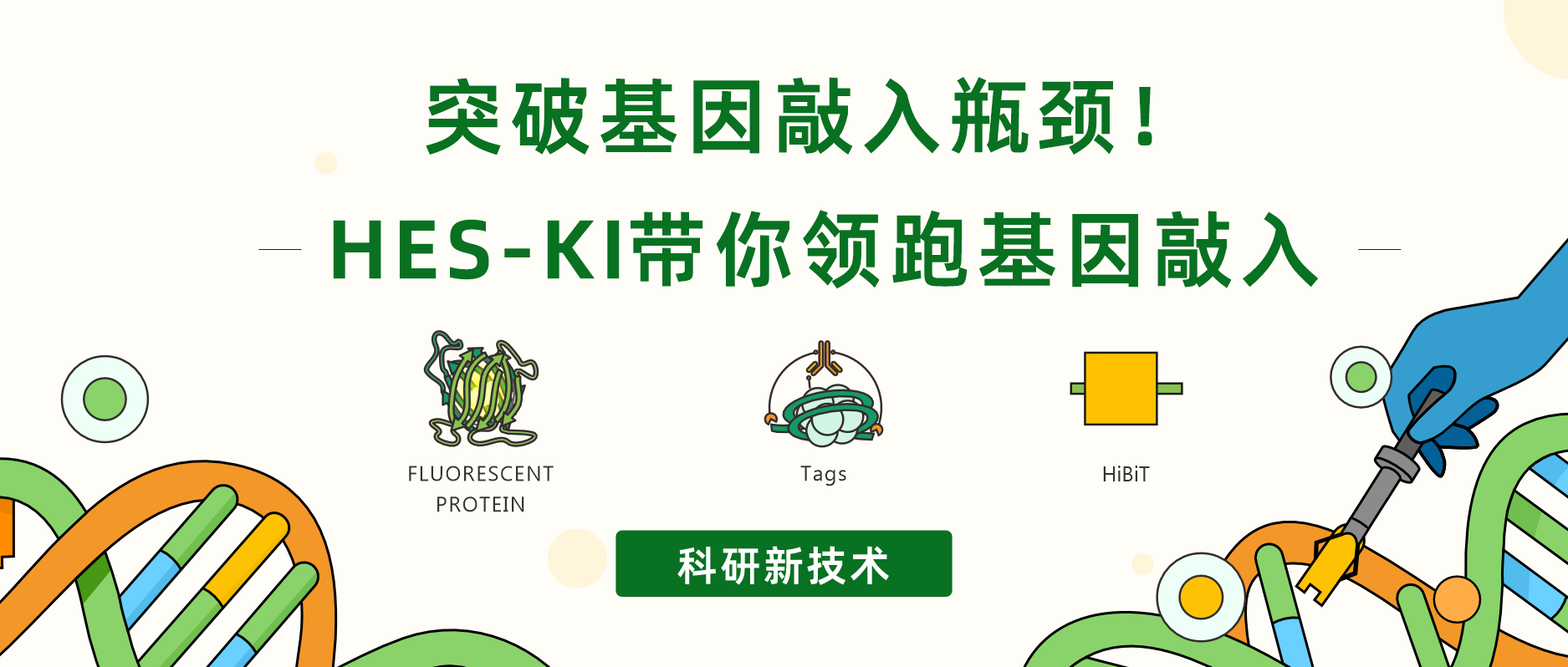 突破基因敲入瓶颈！HES-KI带你领跑基因敲入