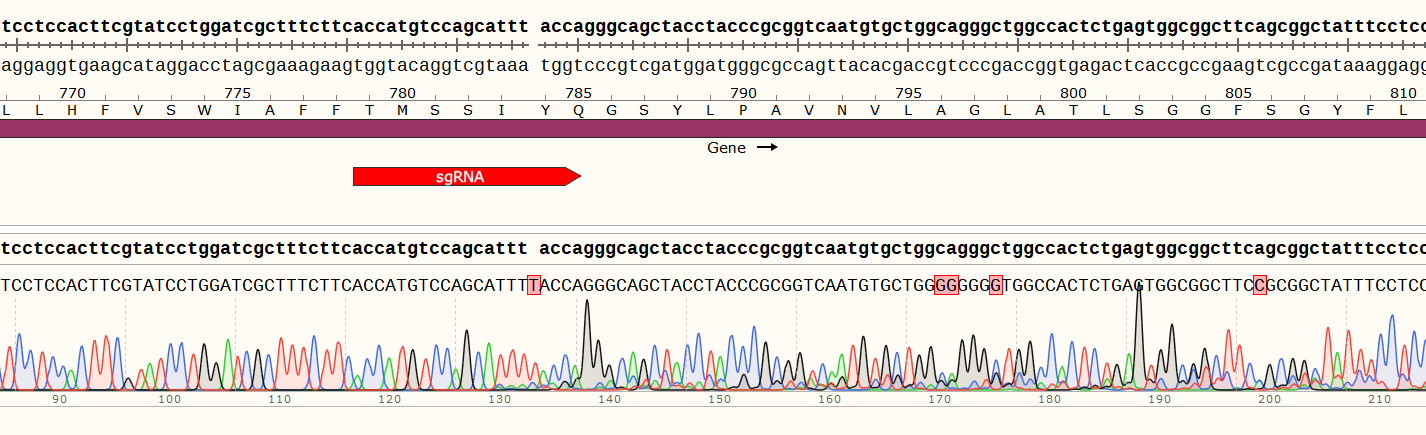 小鼠舌类器官 (某基因) Sanger测序比对结果