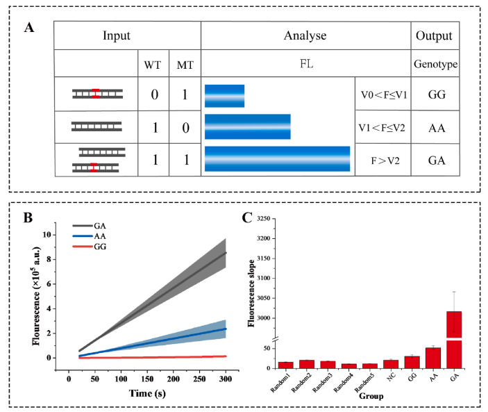 分型策略、动力学曲线与特异性验证
