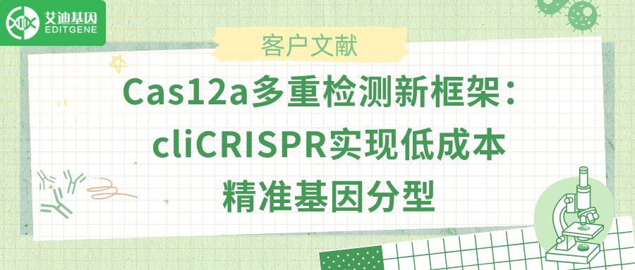 Cas12a多重检测新框架：cliCRISPR实现低成本精准基因分型