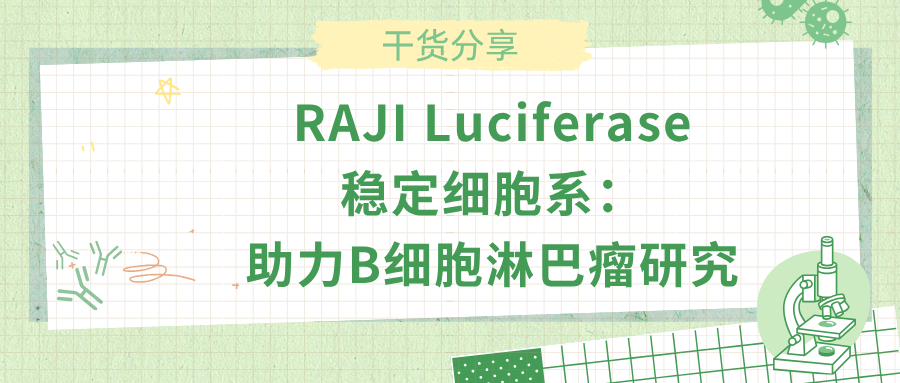 RAJI Luciferase 稳定细胞系：助力B细胞淋巴瘤研究