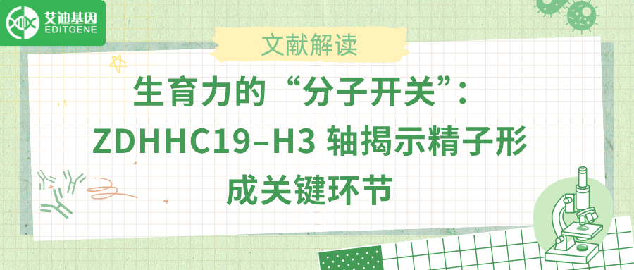 生育力的“分子开关”：ZDHHC19–H3 轴揭示精子形成关键环节
