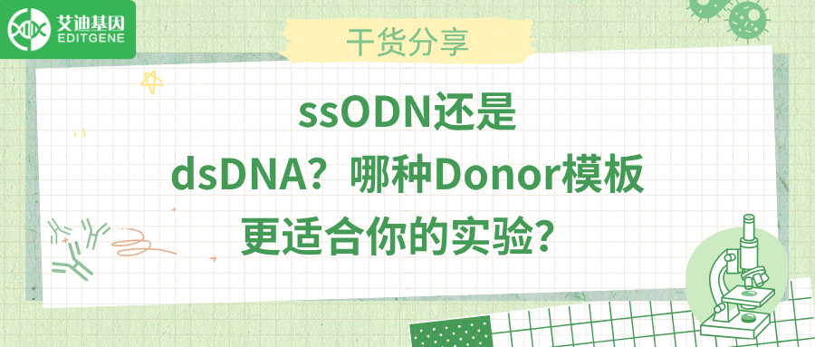 ssODN还是dsDNA？哪种Donor模板更适合你的实验？