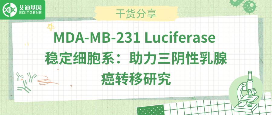 MDA-MB-231 Luciferase 稳定细胞系：助力三阴性乳腺癌转移研究